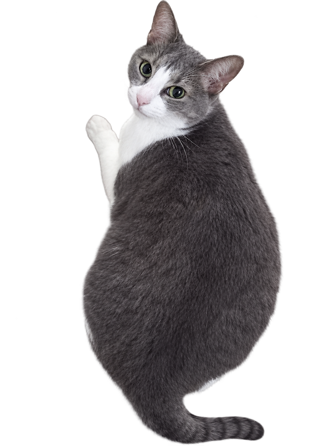 Pate, la gata que le da nombre a patecode